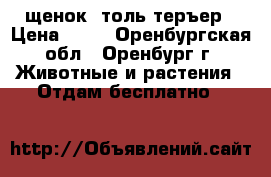 щенок  толь теръер › Цена ­ 50 - Оренбургская обл., Оренбург г. Животные и растения » Отдам бесплатно   